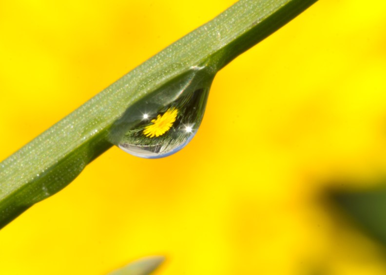 Capture a flower in a water droplet