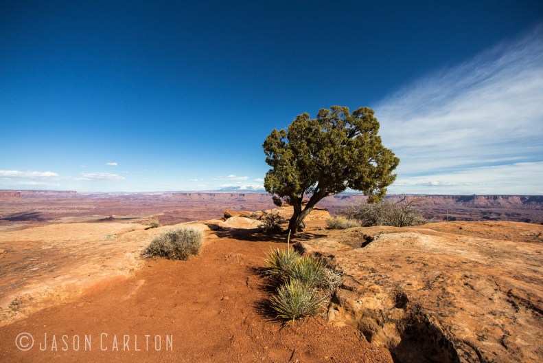 Photo Canyonlands National Park lone tree overlook